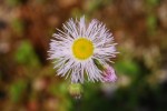 ハルジオン	春紫苑	Erigeron philadelphicus	5～7月